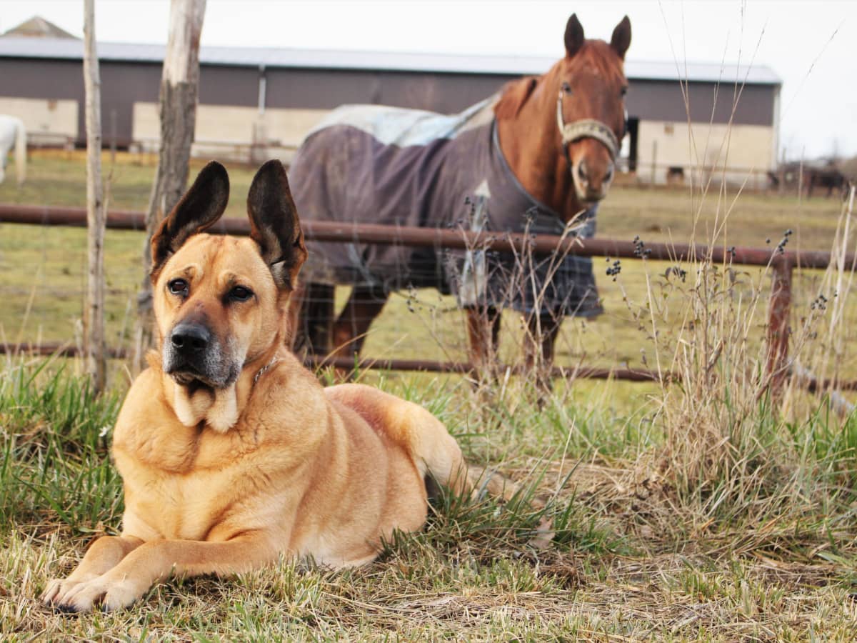 are mastiffs good with horses