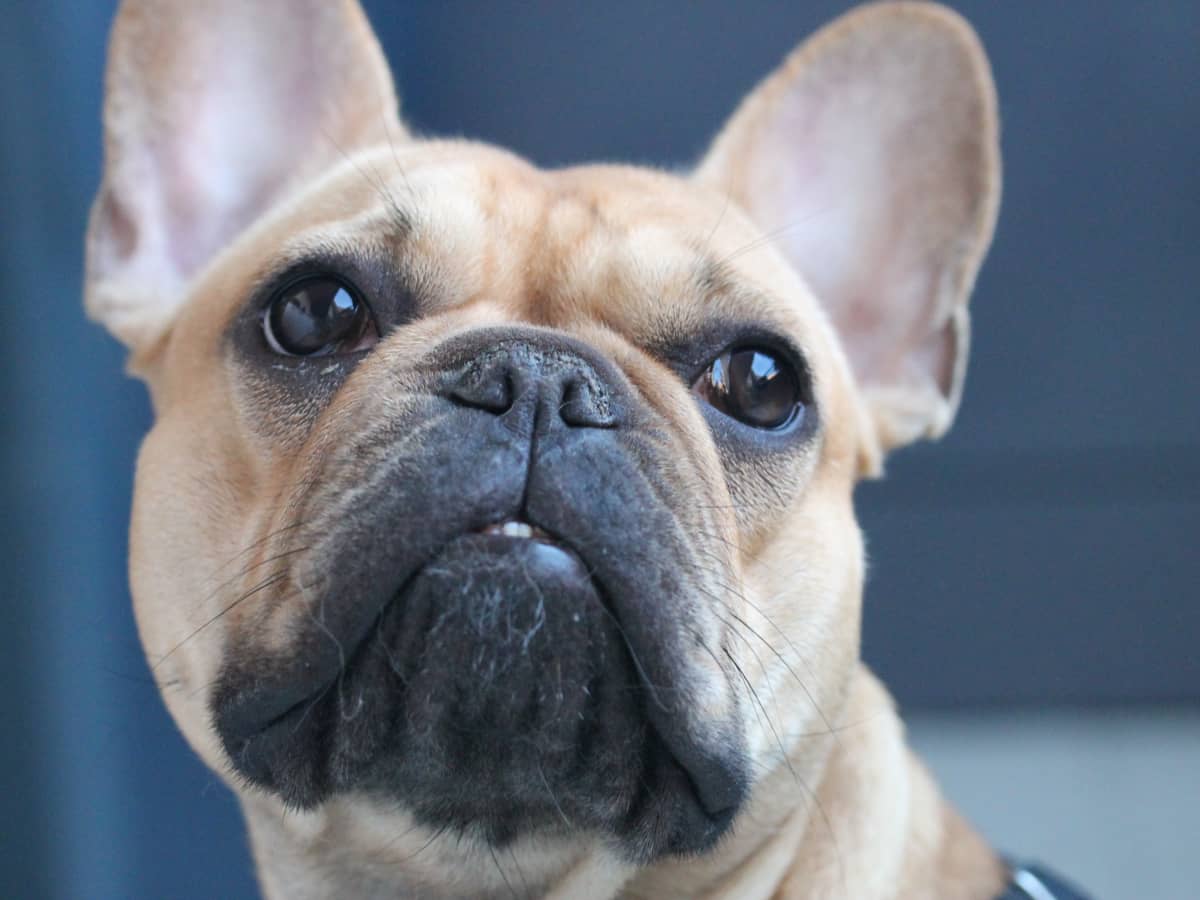 Are French Bulldogs Prone To Bite