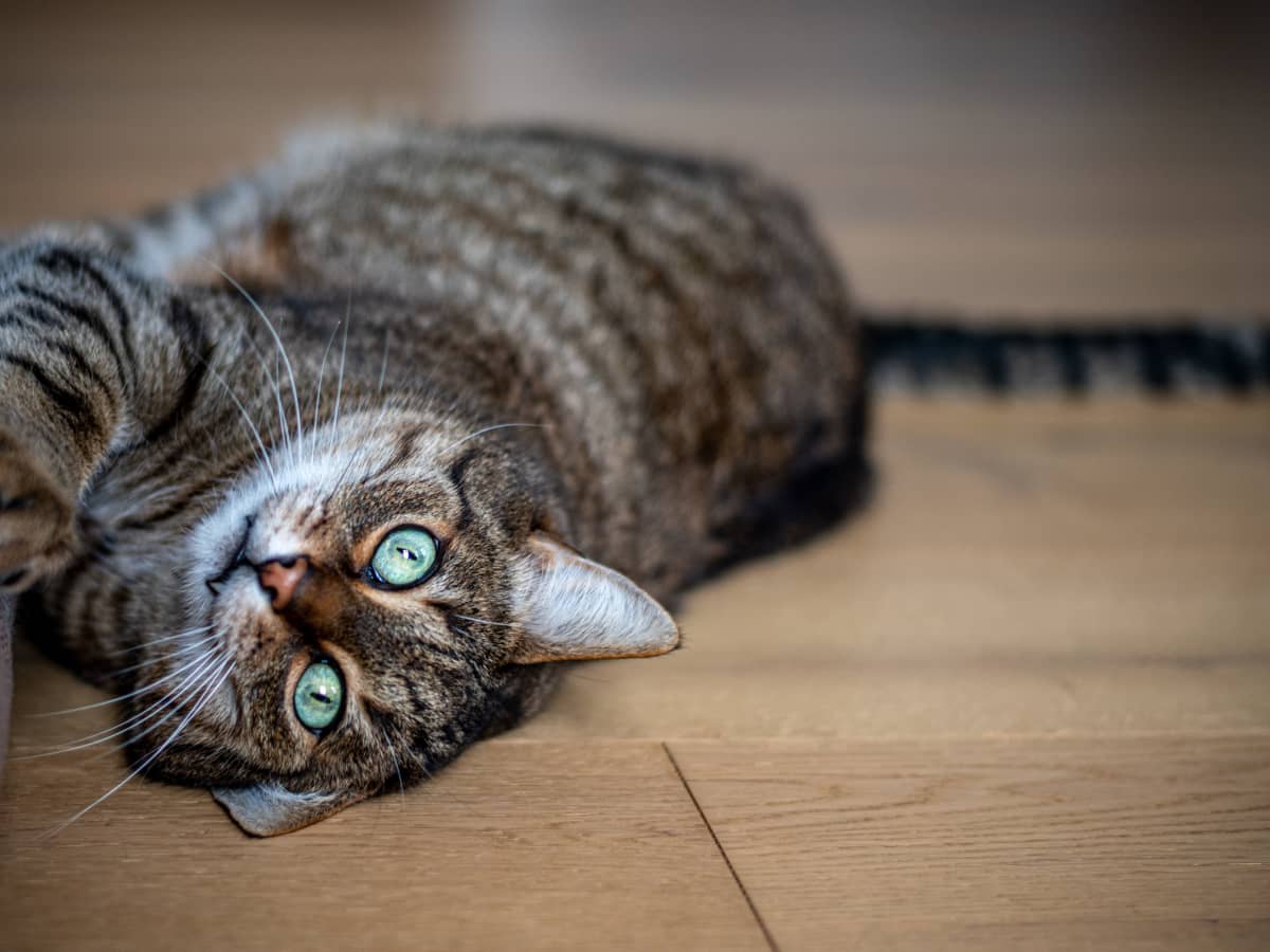 grey tabby with green eyes
