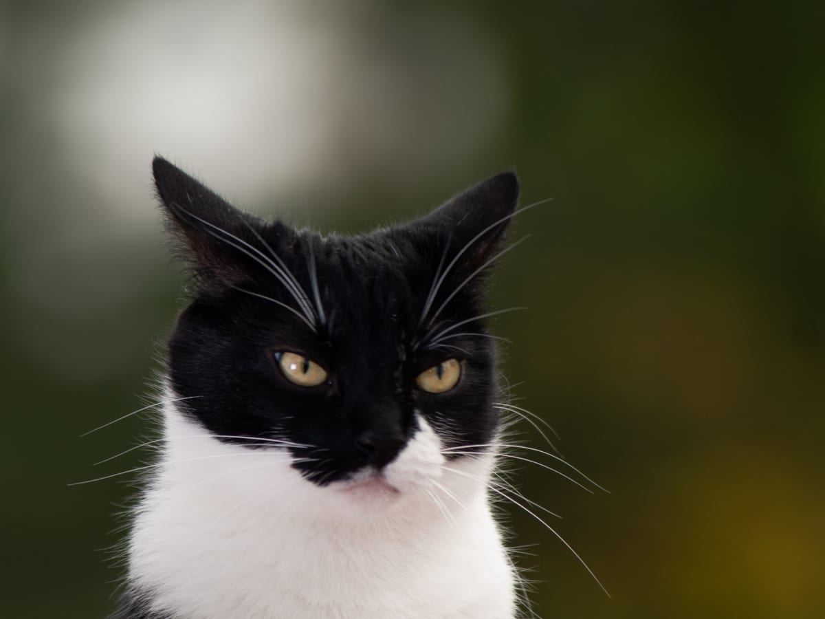 6 Signs Your Cat Is Angry