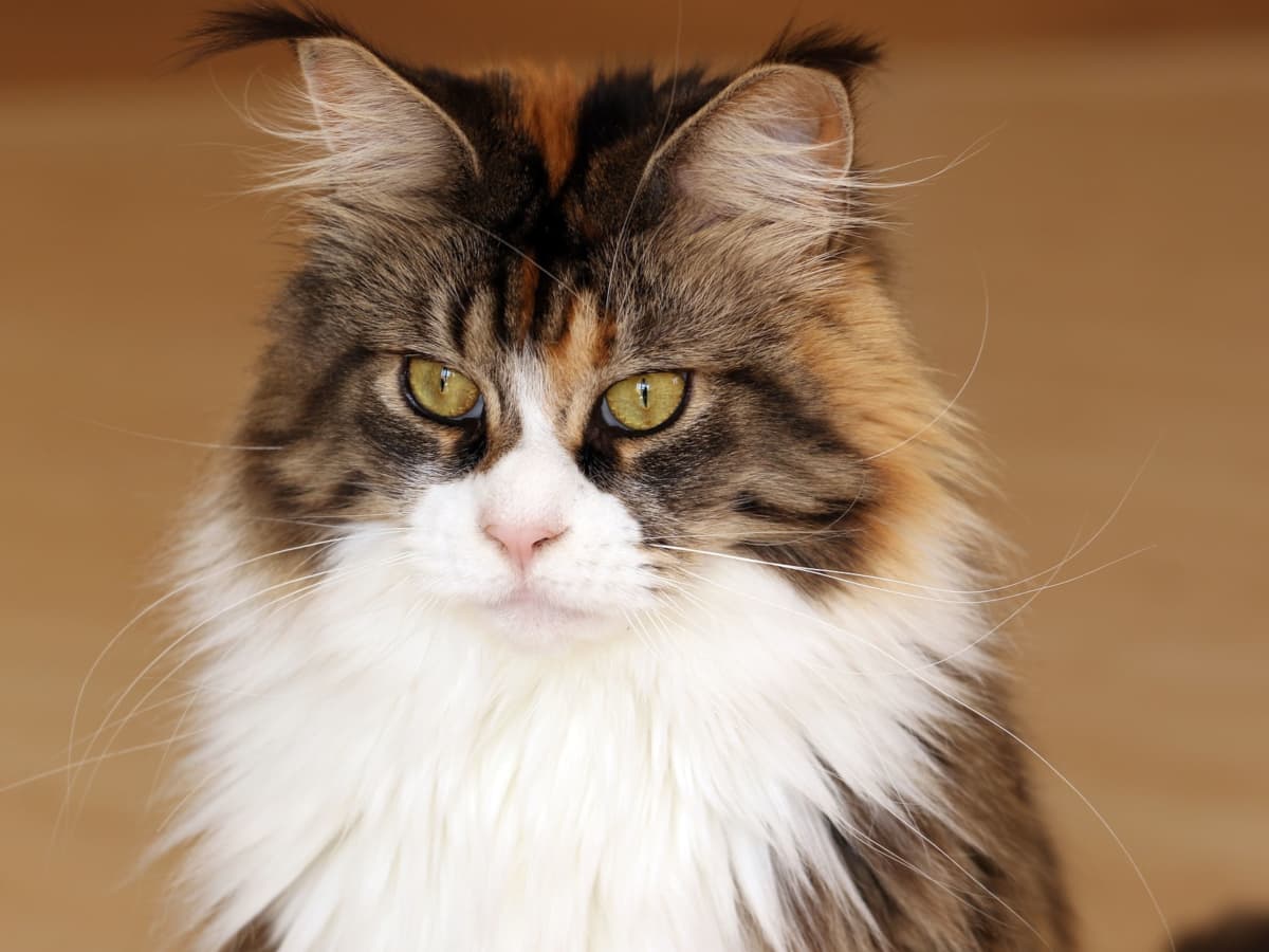 longhair cat breeds