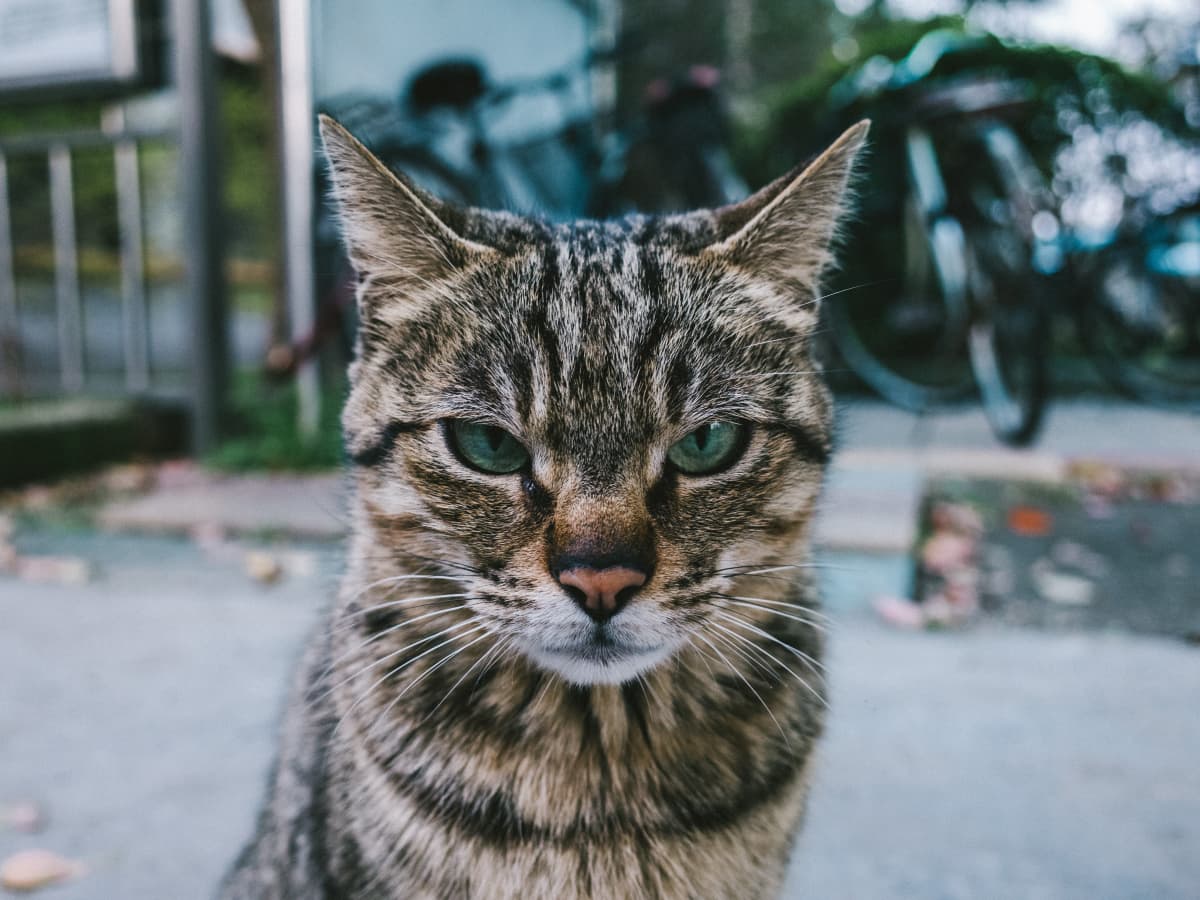 Top Tips to Stop Cat Hissing and Growling Effectively