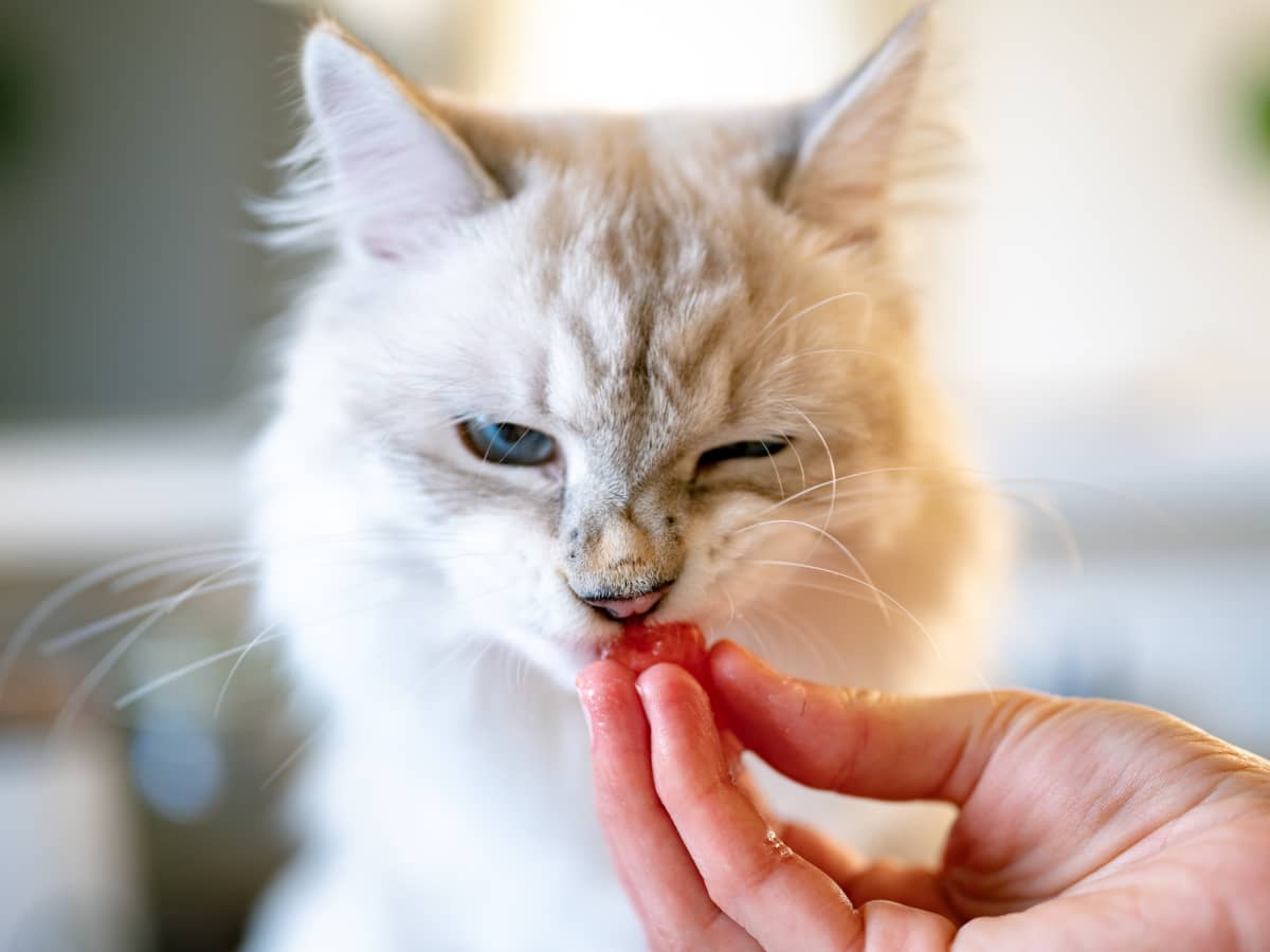 Your Cat Won't Eat? Tips to Help You Know What to Do.