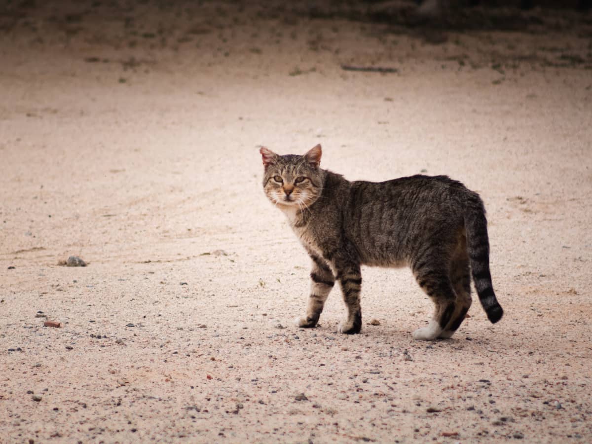 How to Set Up an Outdoor Cat House for Pets, Strays, and Ferals