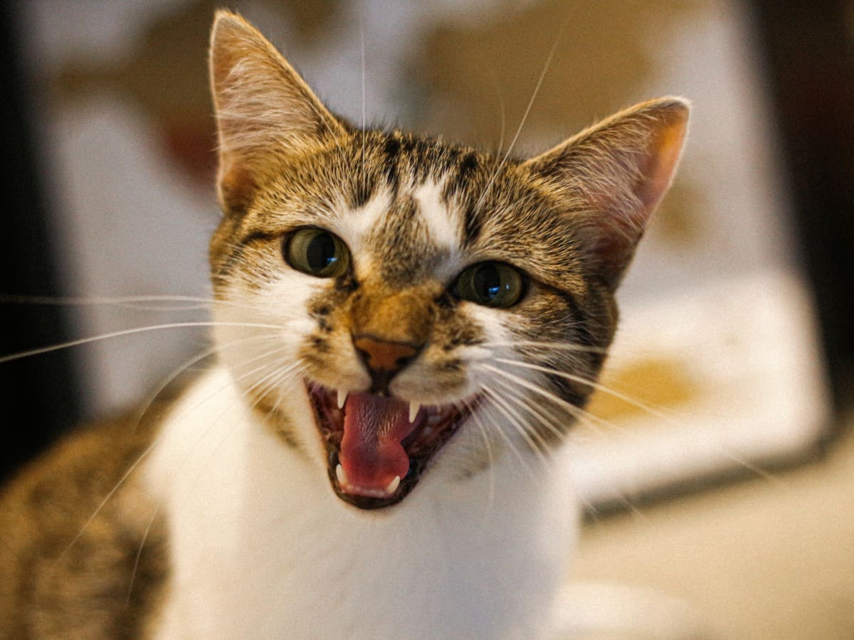 angry british shorthair cat making funny face with mouth open, Stock image