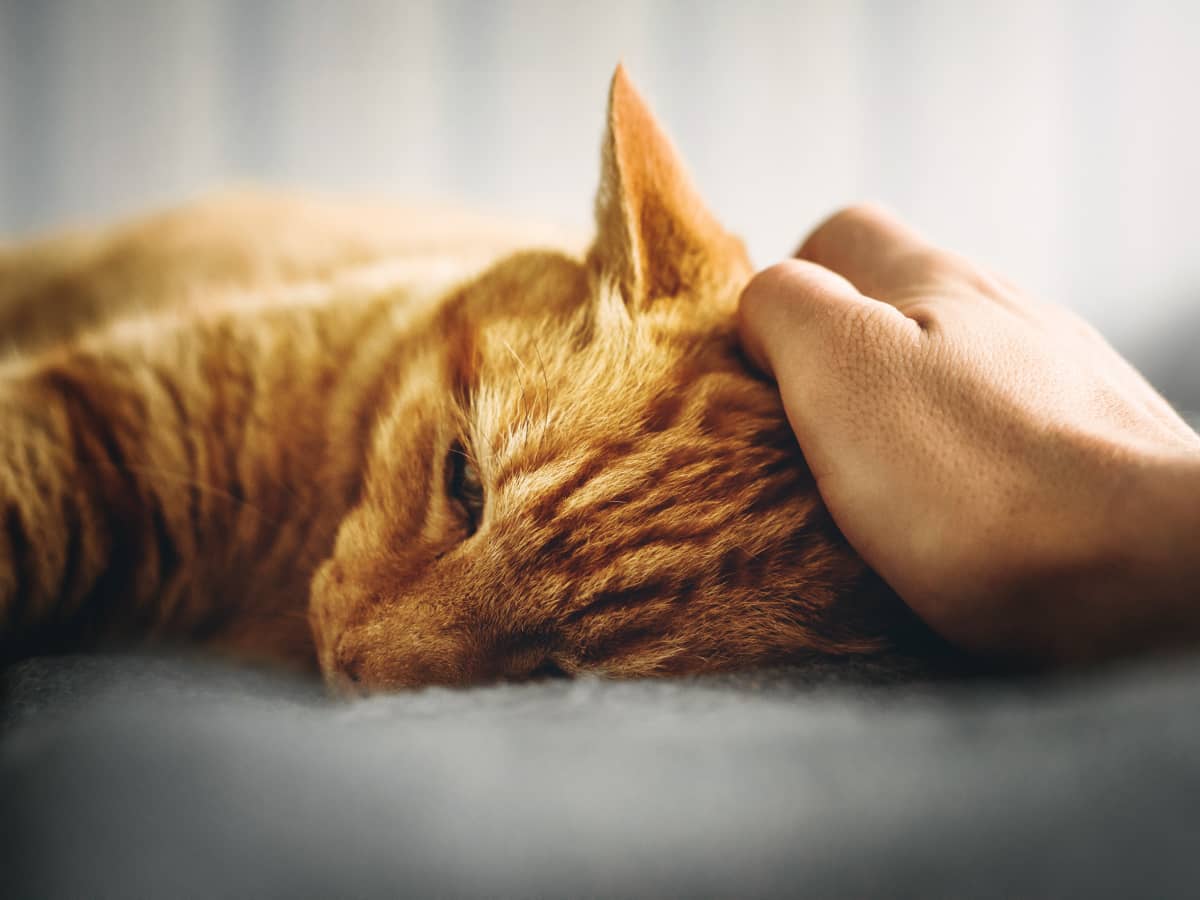Home Remedies for Your Cat's Upset Stomach - PetHelpful