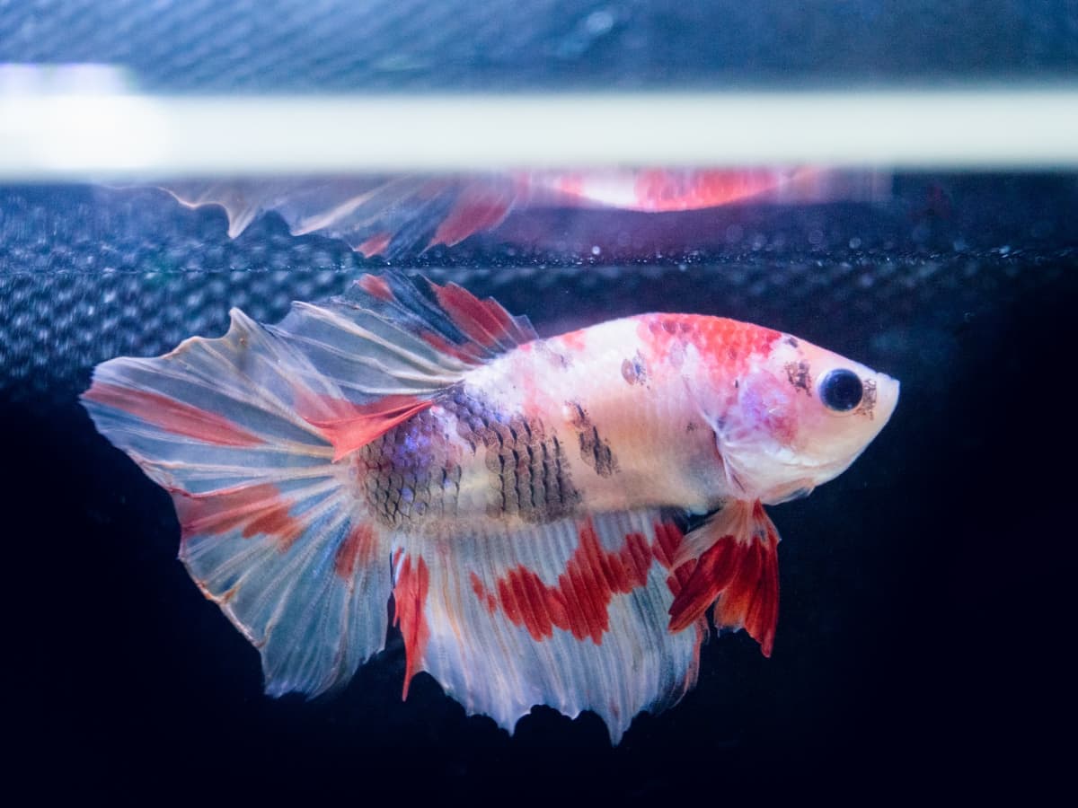 Can Betta Fish Live With Other Fish in a Community Tank? - PetHelpful