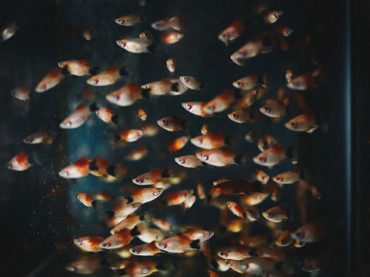 Aquaponics: The Basics of Fish Tank Hydroponics - PetHelpful