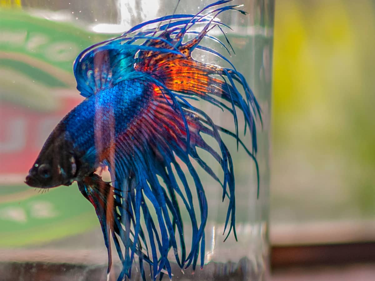 Why Glass Fish Bowls Are Bad for Your Fish - PetHelpful