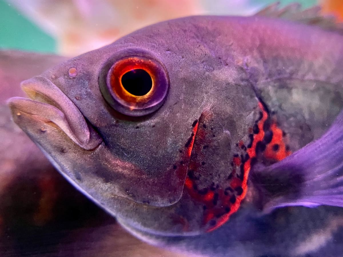 8 Fish to Avoid in Beginner Aquariums: Difficult Species - PetHelpful
