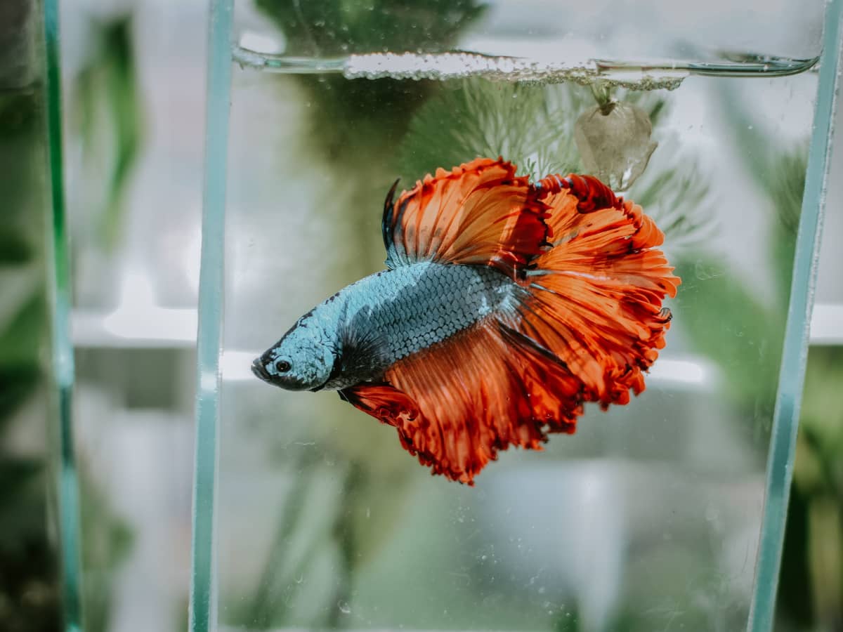 How to Easily Clean Betta Fish Tanks: An Illustrated Guide - PetHelpful