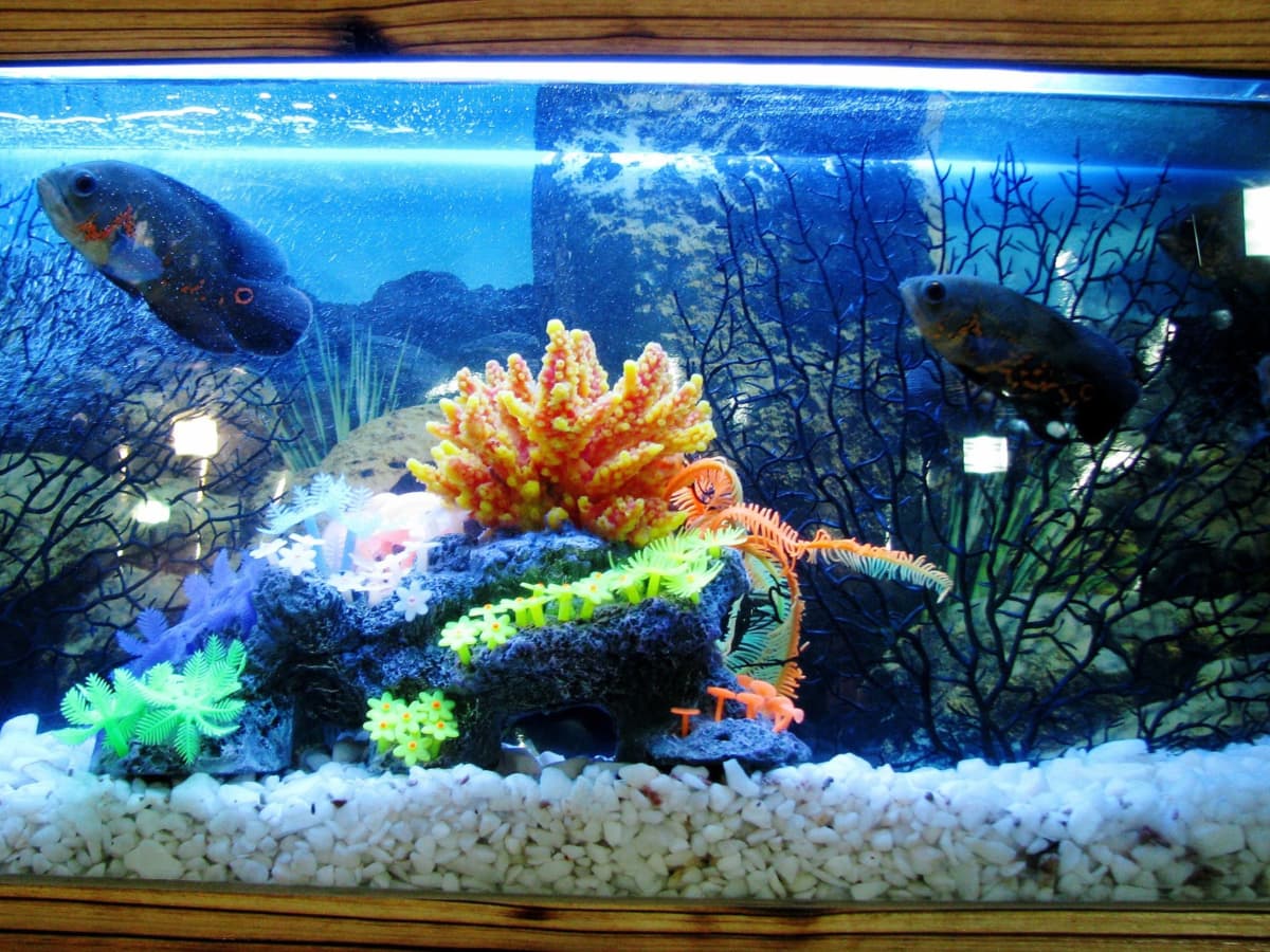 How to Move an Empty Glass Aquarium Over 75 Gallons in Size - PetHelpful