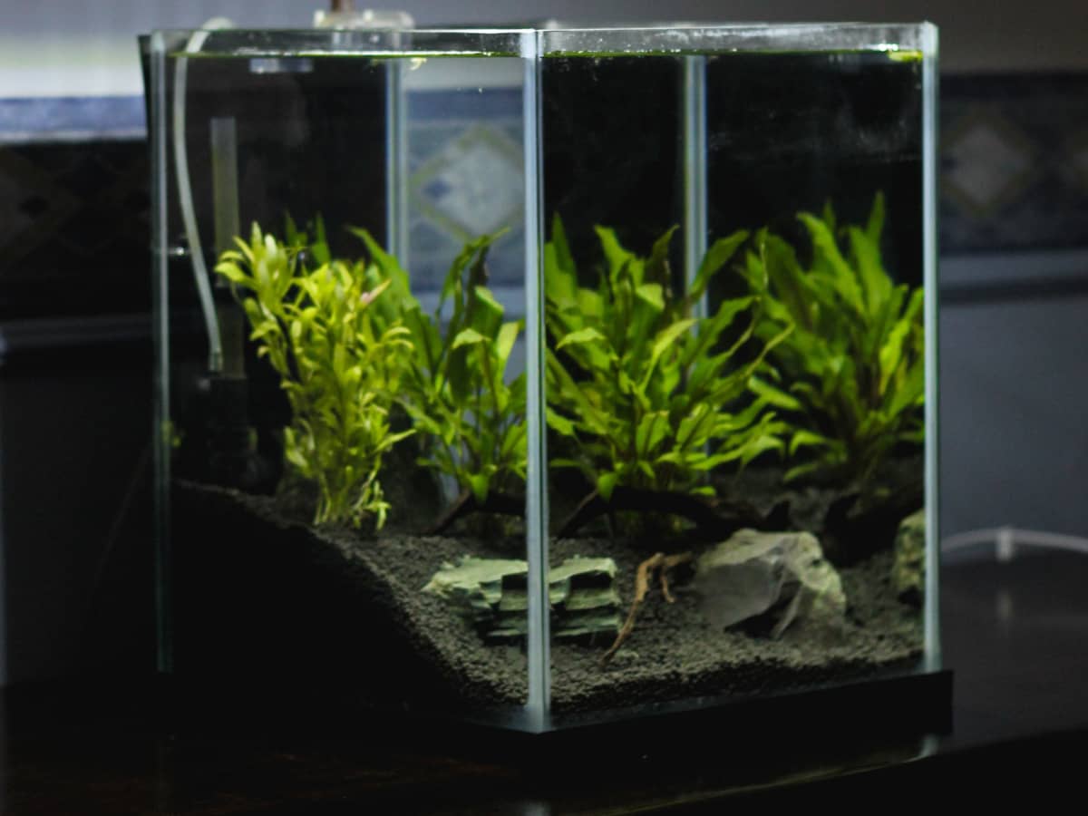 How Many Fish in a 10, 20, or 55-Gallon Tank? - PetHelpful