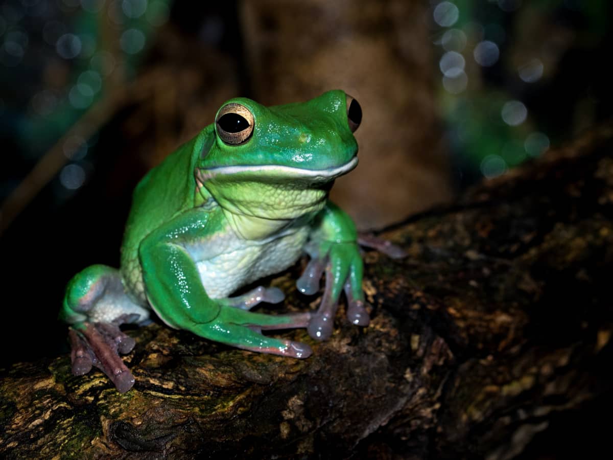 7 Best Pet Frogs For Beginners - Pethelpful