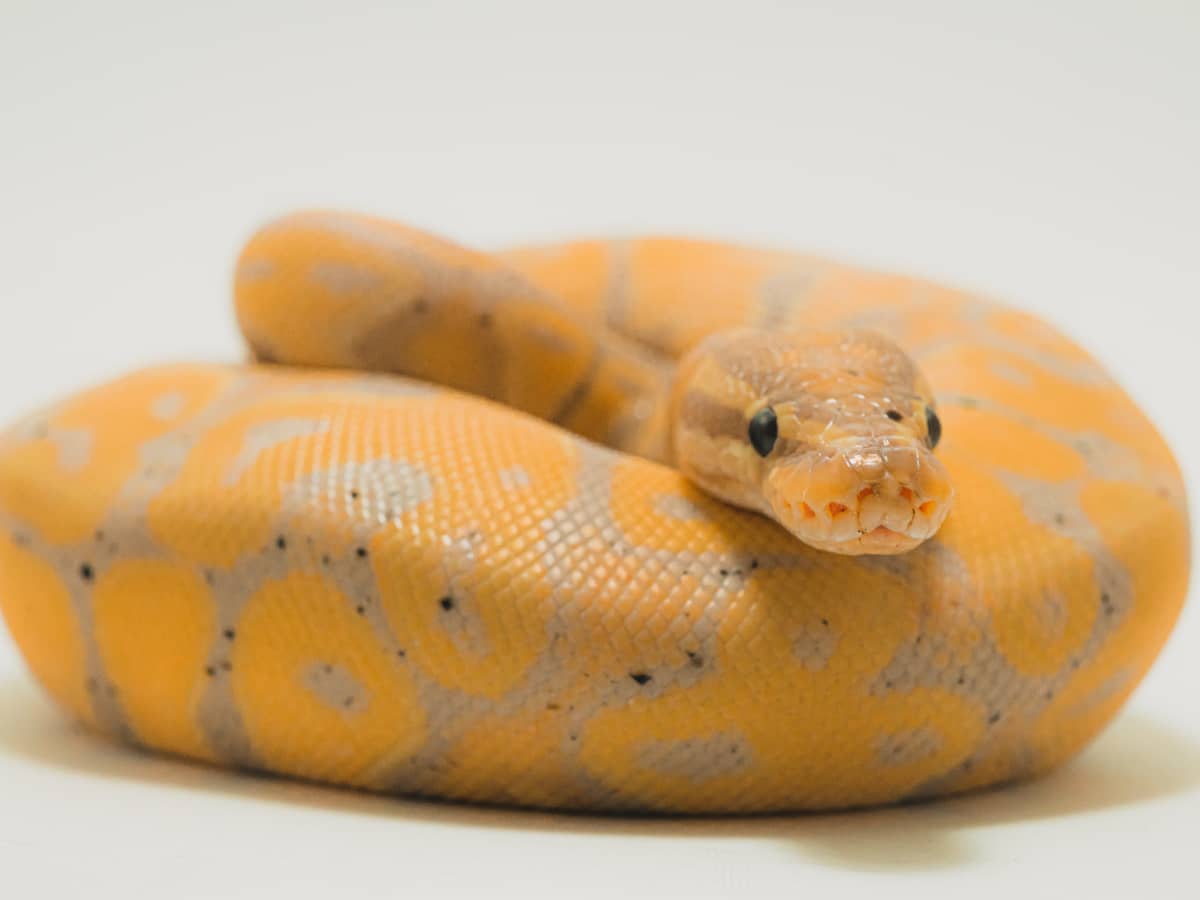 Check out this beautiful little carpet Python. : r/snakes