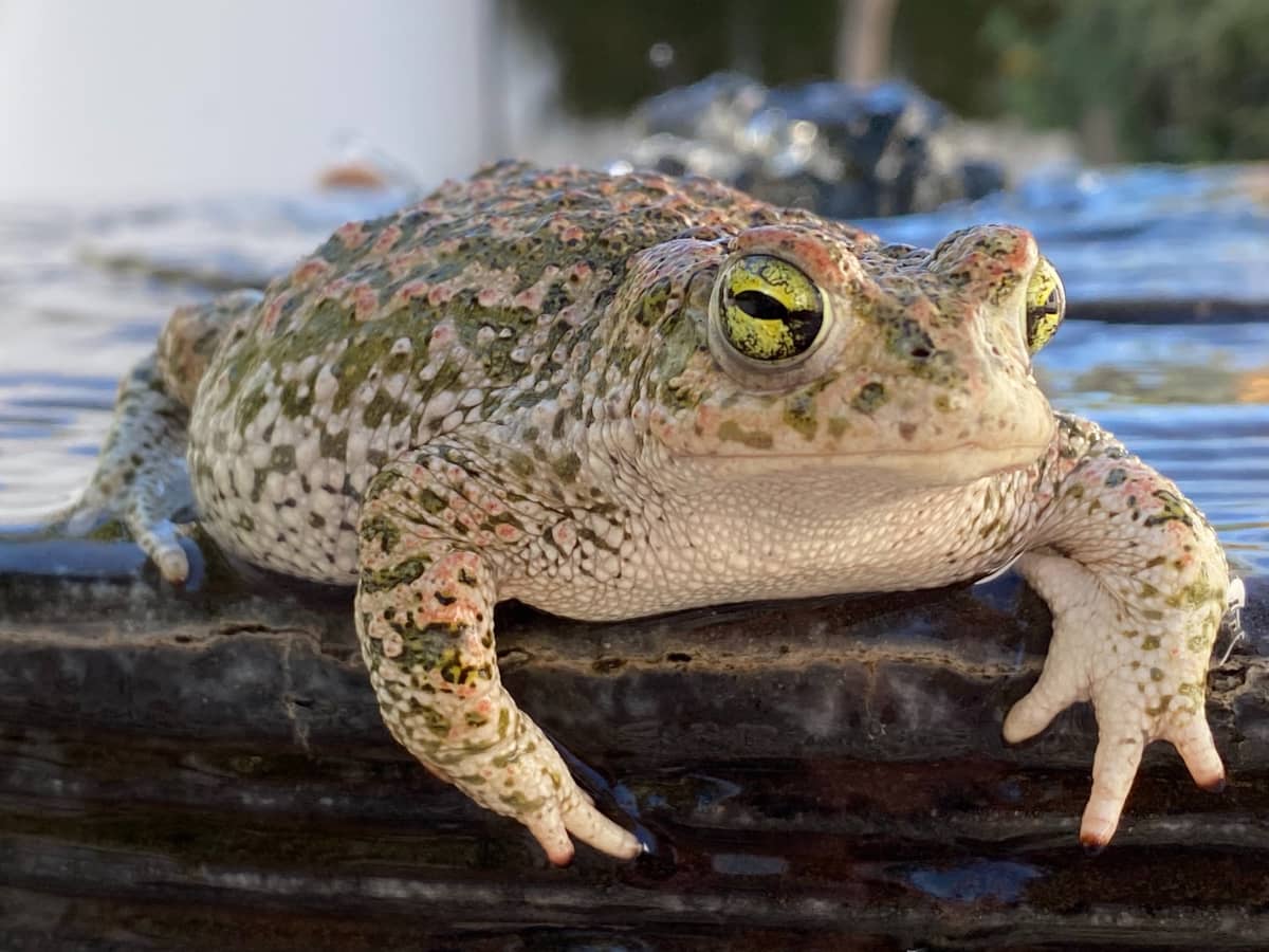 World's biggest frogs are so strong they move heavy rocks to build their  own ponds