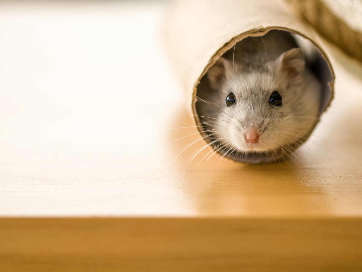 What You Need to Know Before Choosing Your First Pet Hamster – Wagr Petcare
