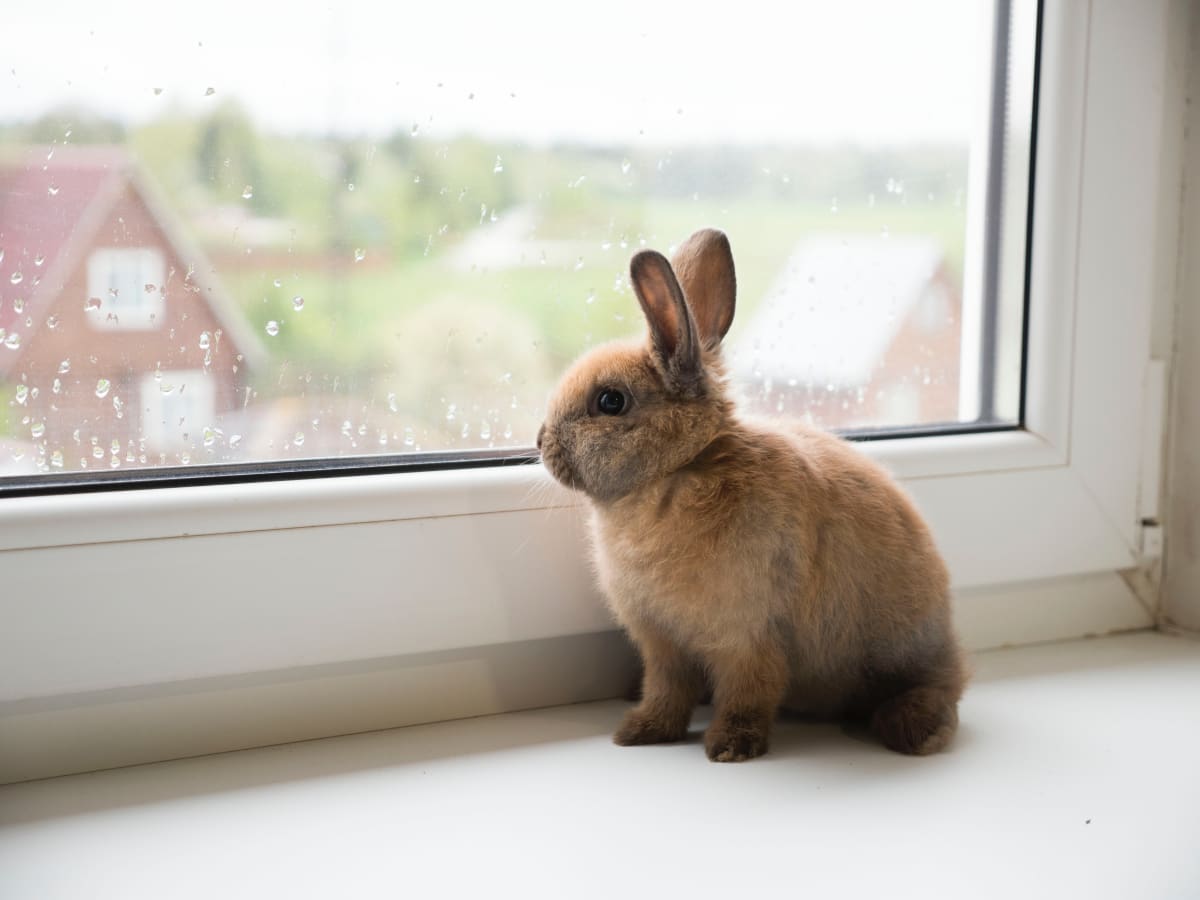 The cost of adopting a bunny for Easter | Life