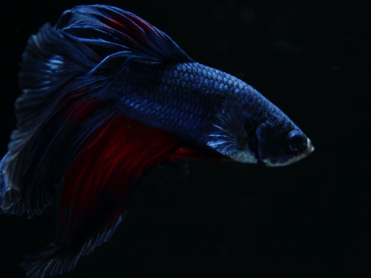 The Complete Betta Fish Care Guide for Beginners - PetHelpful