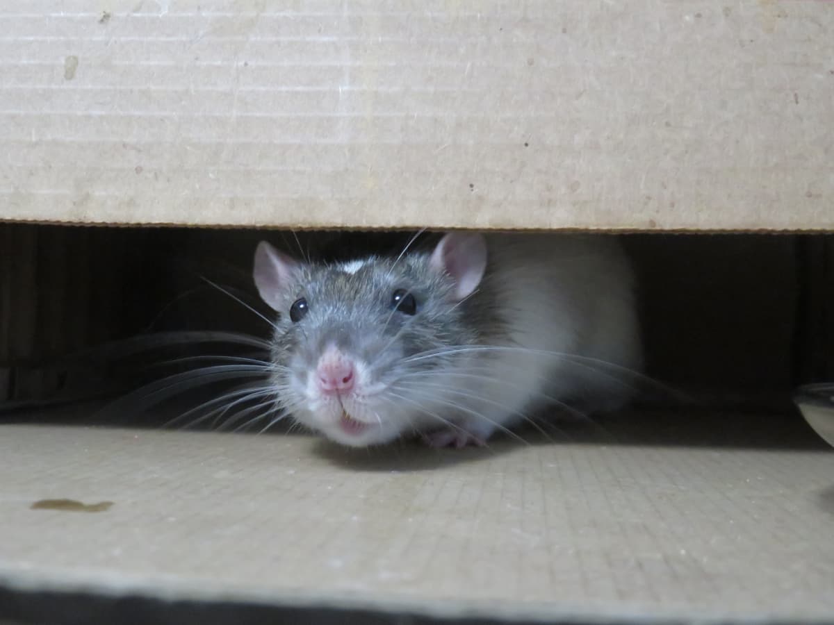 What Kinds of Fancy Rats Are There? (Genetic Anomalies in Rats