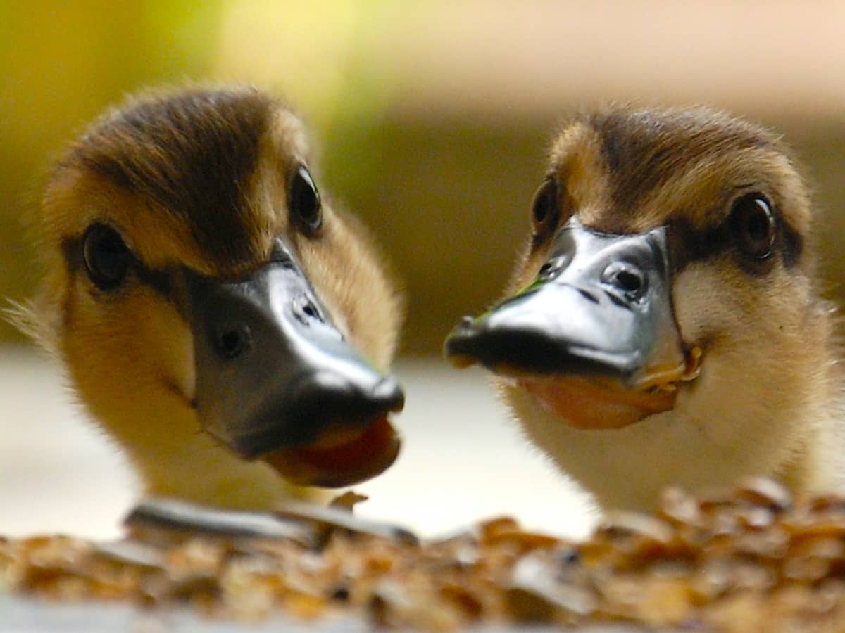 Getting all your ducklings in a row: a look inside the animal mind -  Science in the News