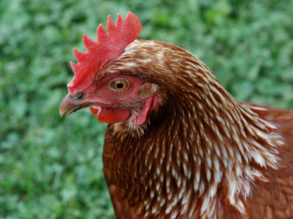 Chicken Chat: A Little Brown Hen In Hawaii - Hobby Farms