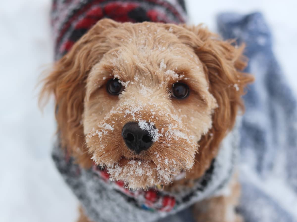 Tips for a happier winter with your pet