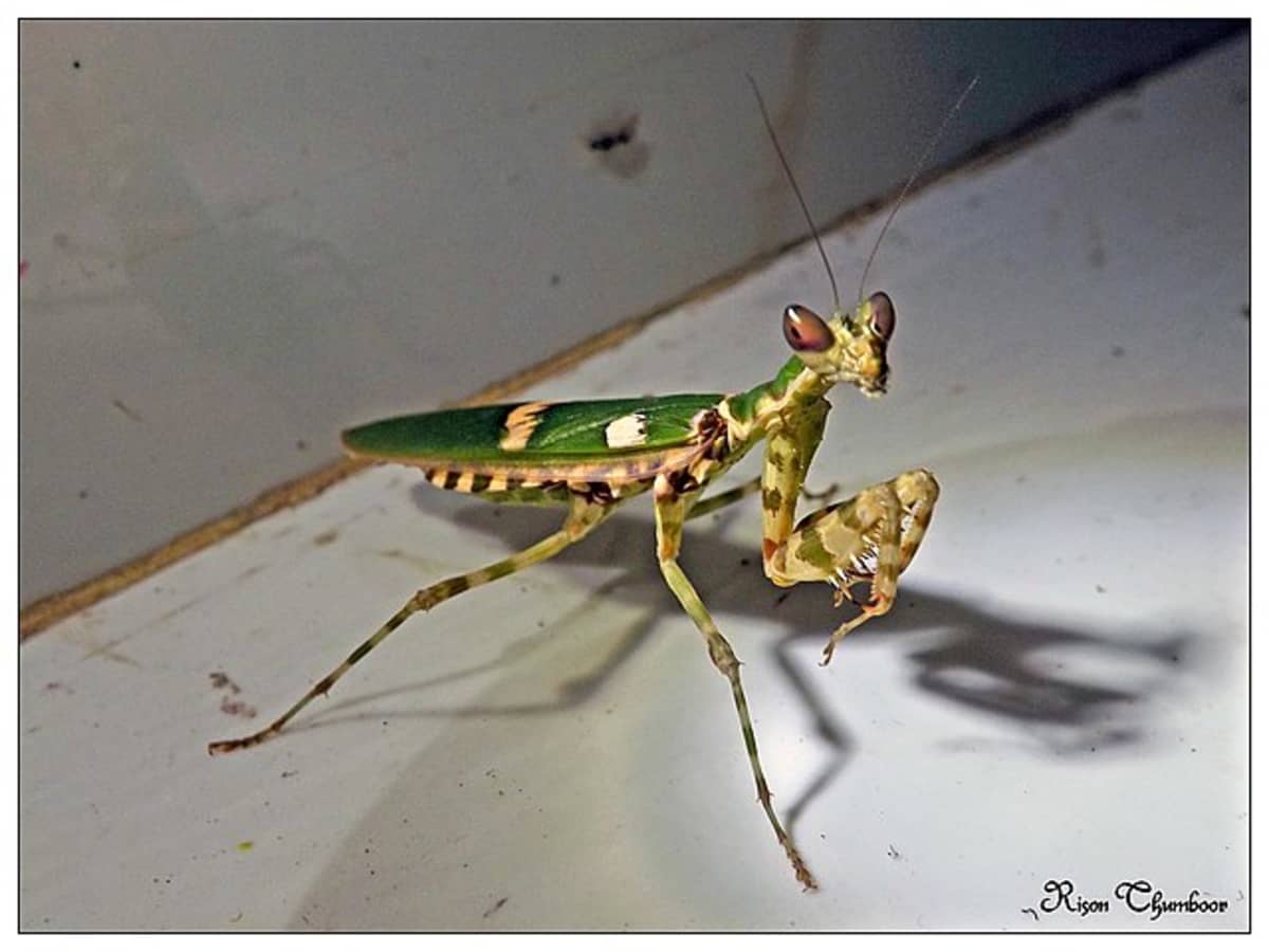 The Alien Insect: Praying Mantises - HubPages