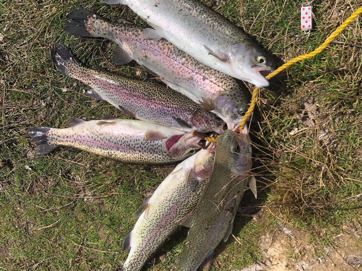How To Catch Fish, Rainbow Trout