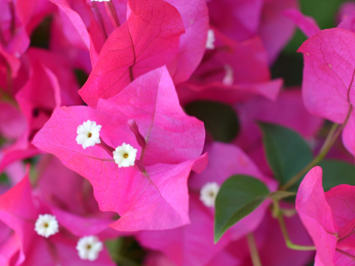 Bougainvillea Plant At San Diego Harbor. Photograph by Cavan Images - Pixels