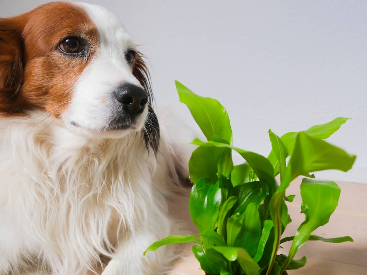 are ferns toxic to cats or dogs