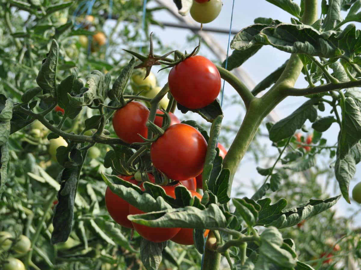 Tomato tapping: how to get a bigger, healthier crop