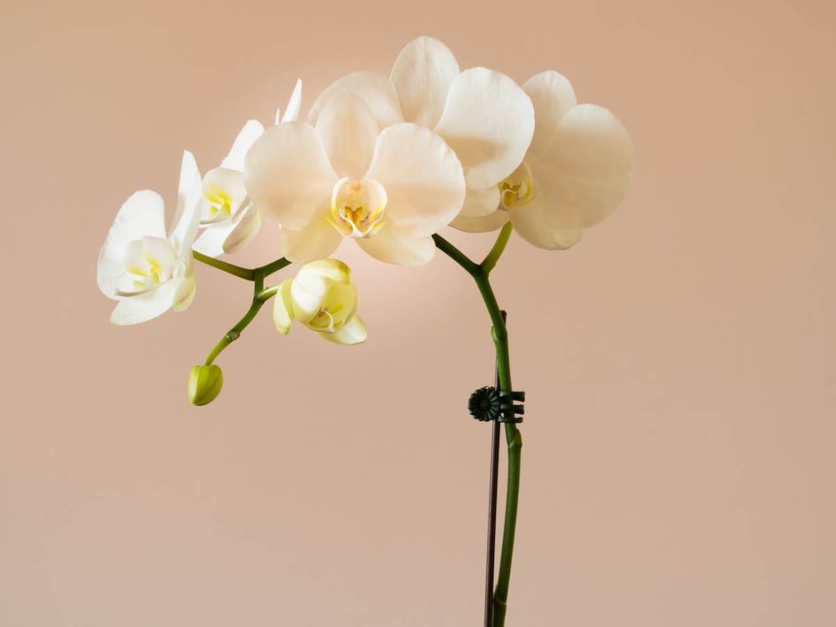 This Orchid Looks Like an Adorable Flying Duck