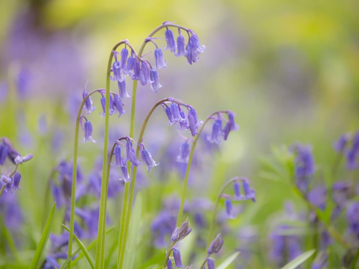Bluebell Flowers: Beautiful and Whimsical Perennials - Dengarden