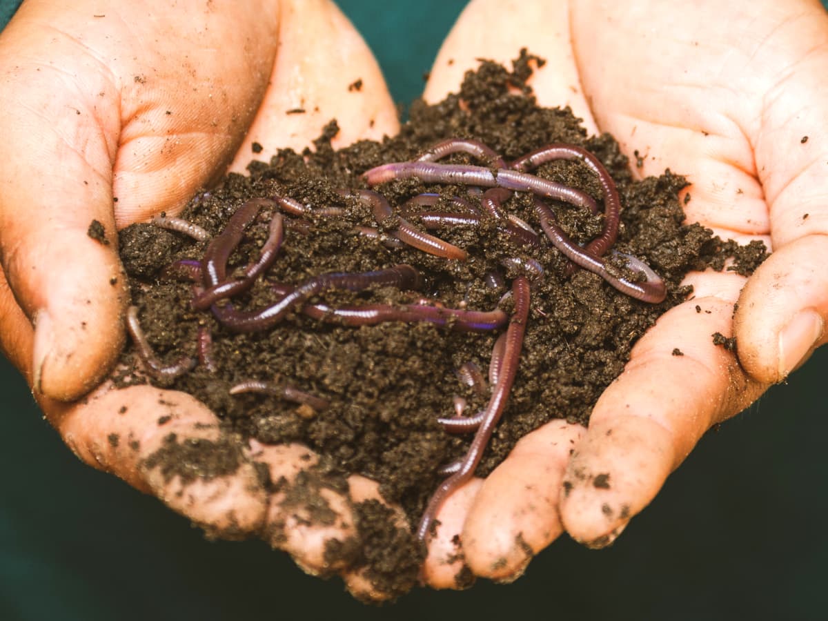 6 Guaranteed Ways to Get Worms Out of the Ground Fast - SkyAboveUs