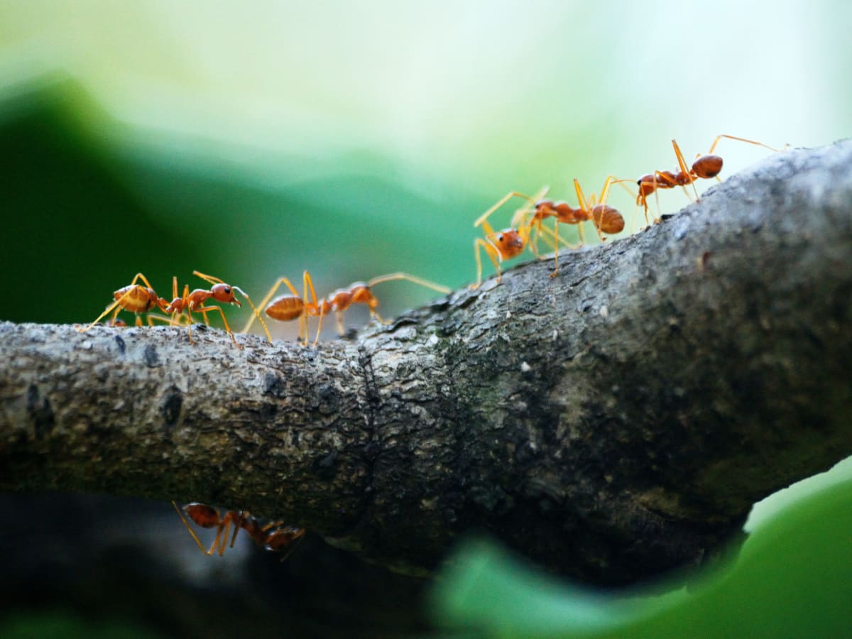 How to Get Rid of Ants in the House