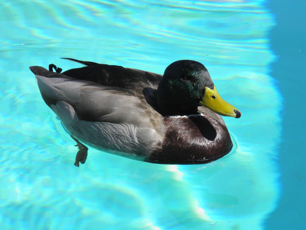 duck swimming feet