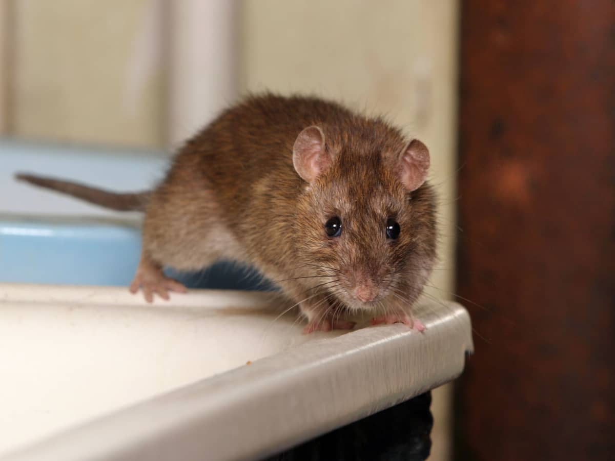 8 Steps to Take to Keep Rats Away and Out of Your House