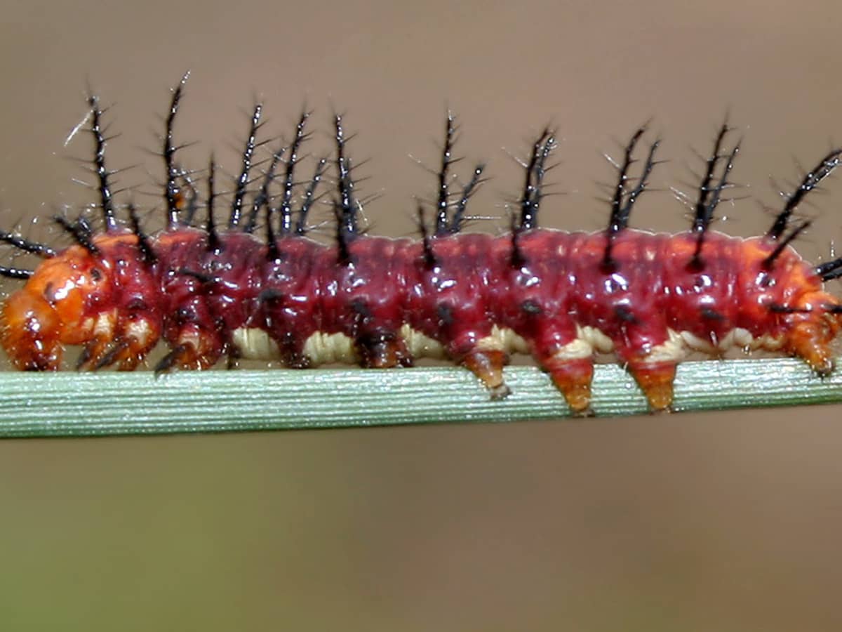 The Metamorphosis of the Extraordinarily Snake-Like Elephant Hawk-Moth  Caterpillar - Owlcation