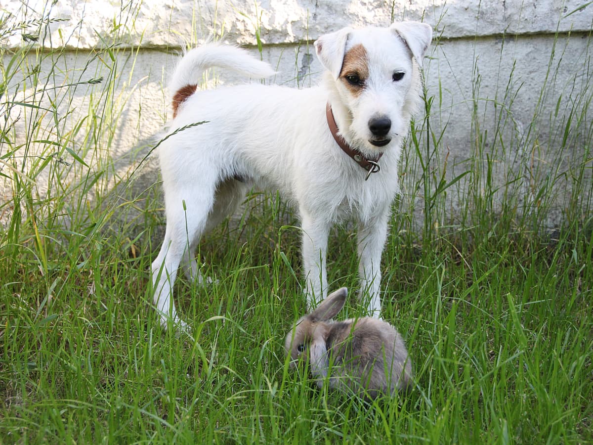 is rabbit poop good for dogs