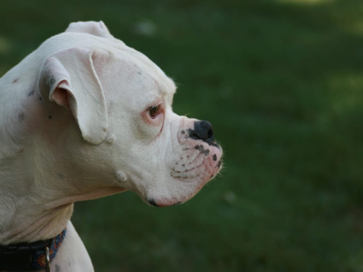 5 Big Myths About The White Boxer - Is It Right for You? – Innovet Pet