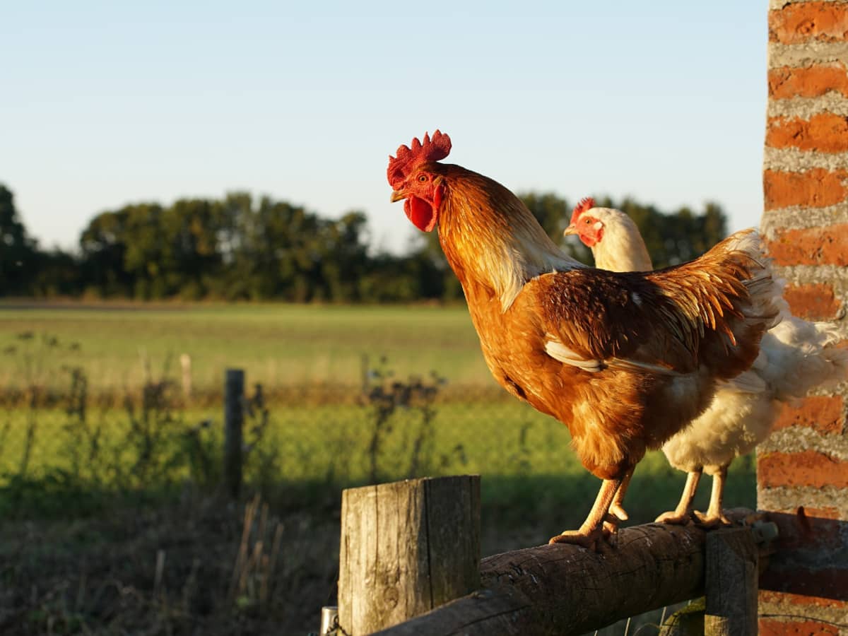 Cedar Acres Coop!  BackYard Chickens - Learn How to Raise Chickens