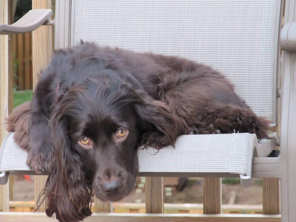 https://images.saymedia-content.com/.image/ar_4:3%2Cc_fill%2Ccs_srgb%2Cfl_progressive%2Cq_auto:eco%2Cw_1200/MTk5NjM5OTYwMjIxOTg0Mzg0/boykin-spaniel-comprehensive-guide.jpg