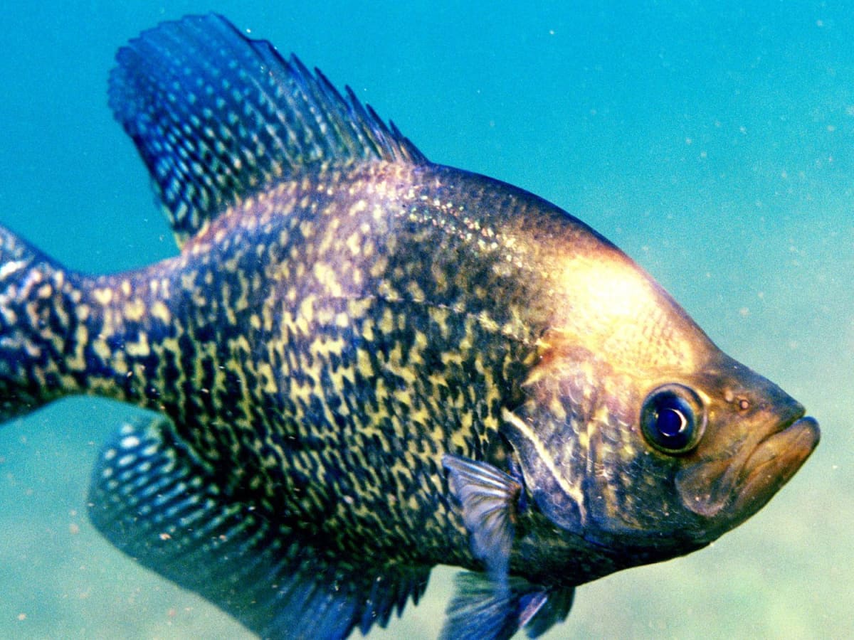 7 Best Lakes in Texas for Crappie Fishing and a Few Tips - SkyAboveUs