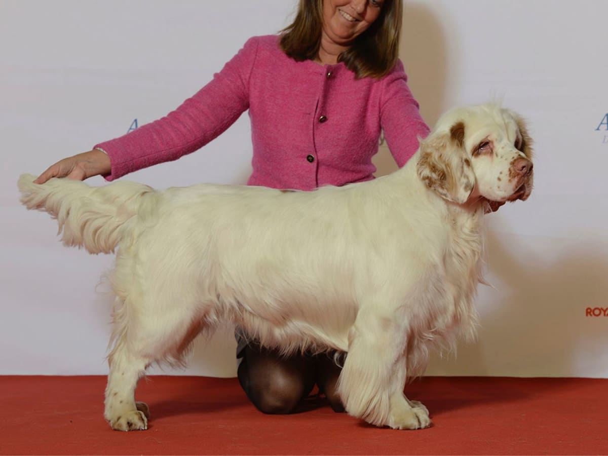 Discover the Lovable Clumber Spaniel: Your Ultimate Family Companion -  PetHelpful