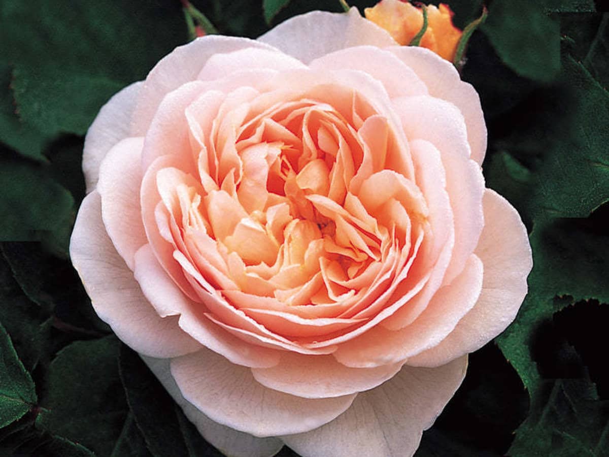Rose Flower Tea - True Treats Historic Candy