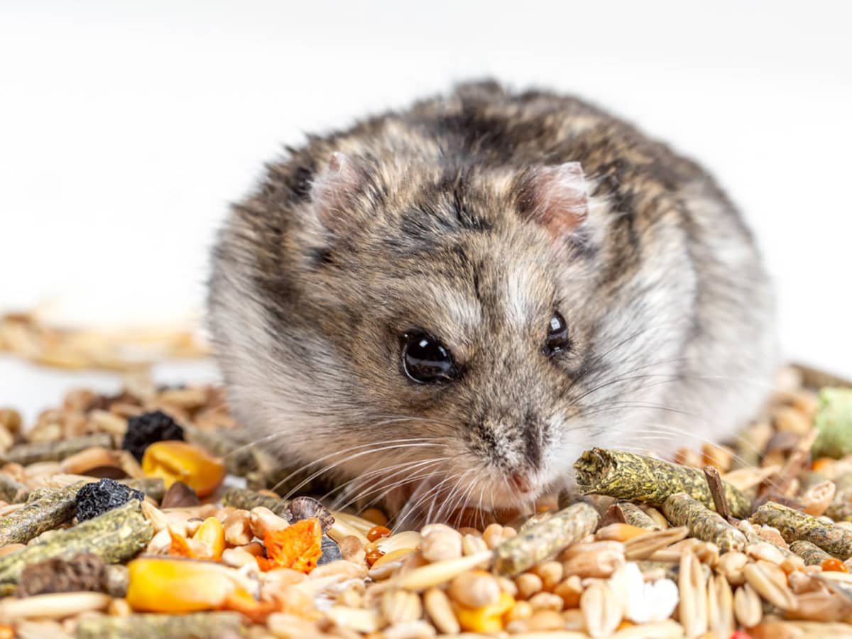 The Best Diet for Hamsters as Recommended by Experts - PetHelpful