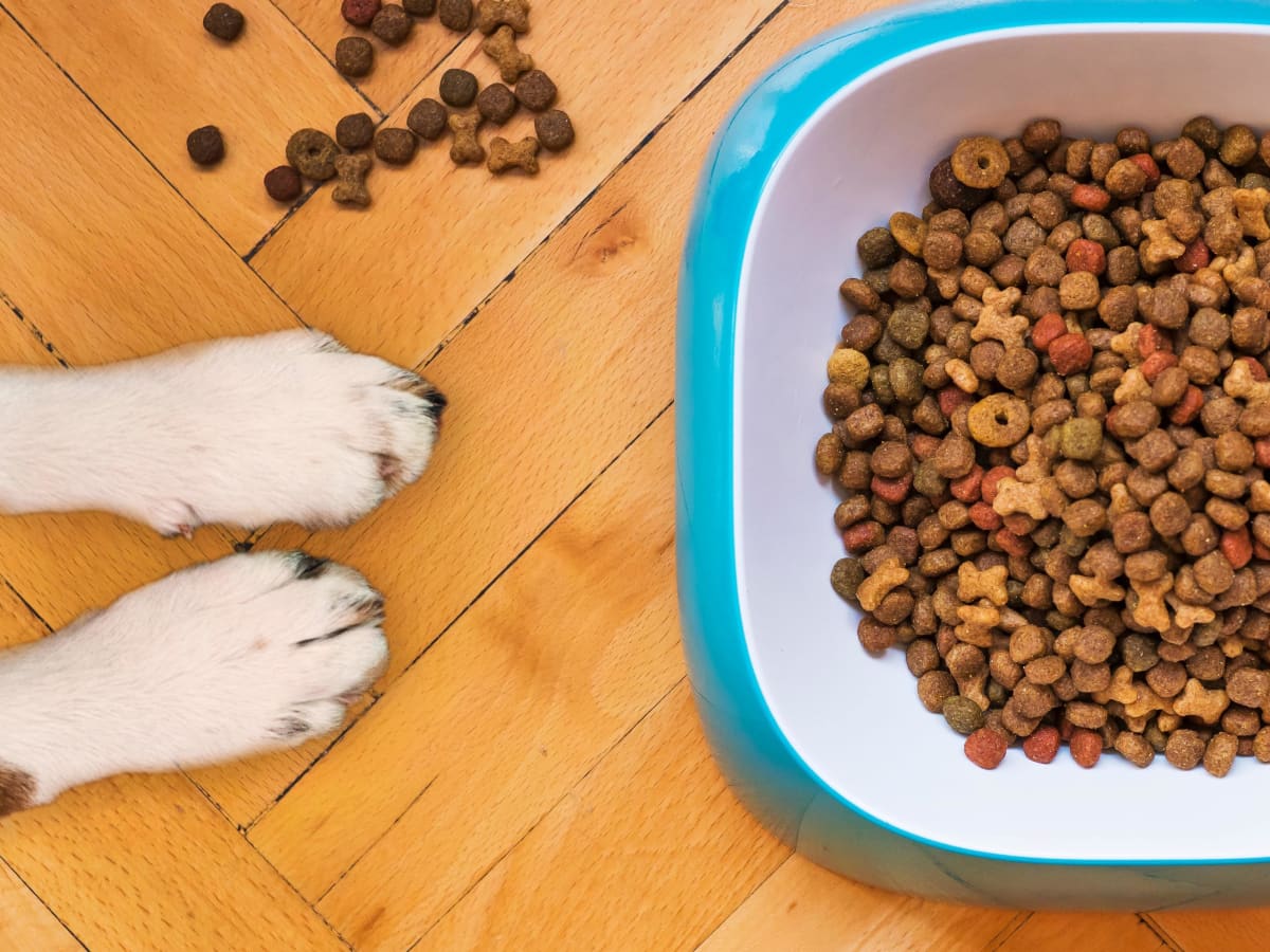 why does my dog scratch his food bowl