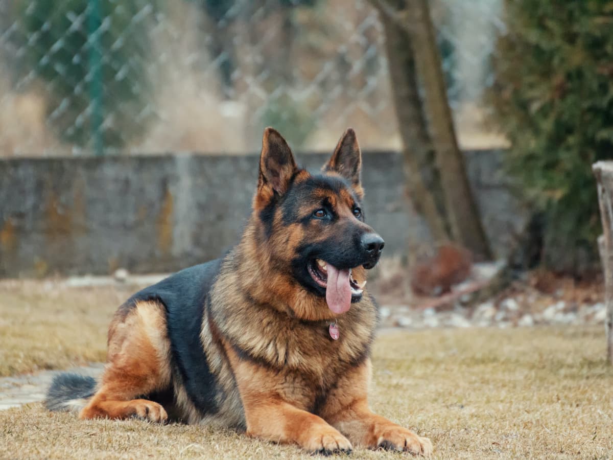 are panda german shepherd full blood