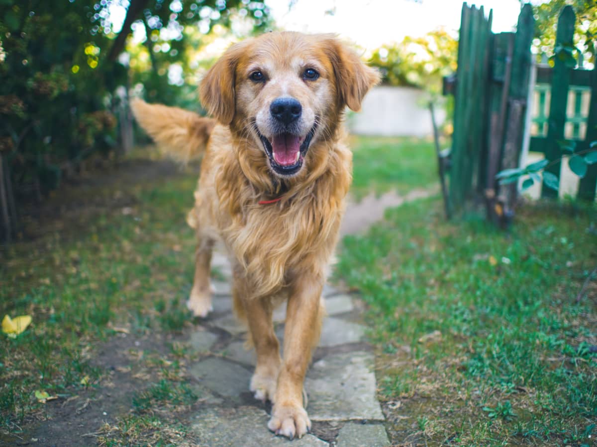 A Guide to Puppy Breeds: Golden Retrievers! — The Puppy Academy